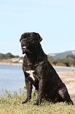 CANE CORSO 424